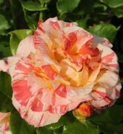 Malerrose Alfred Sisley® 30-60cm