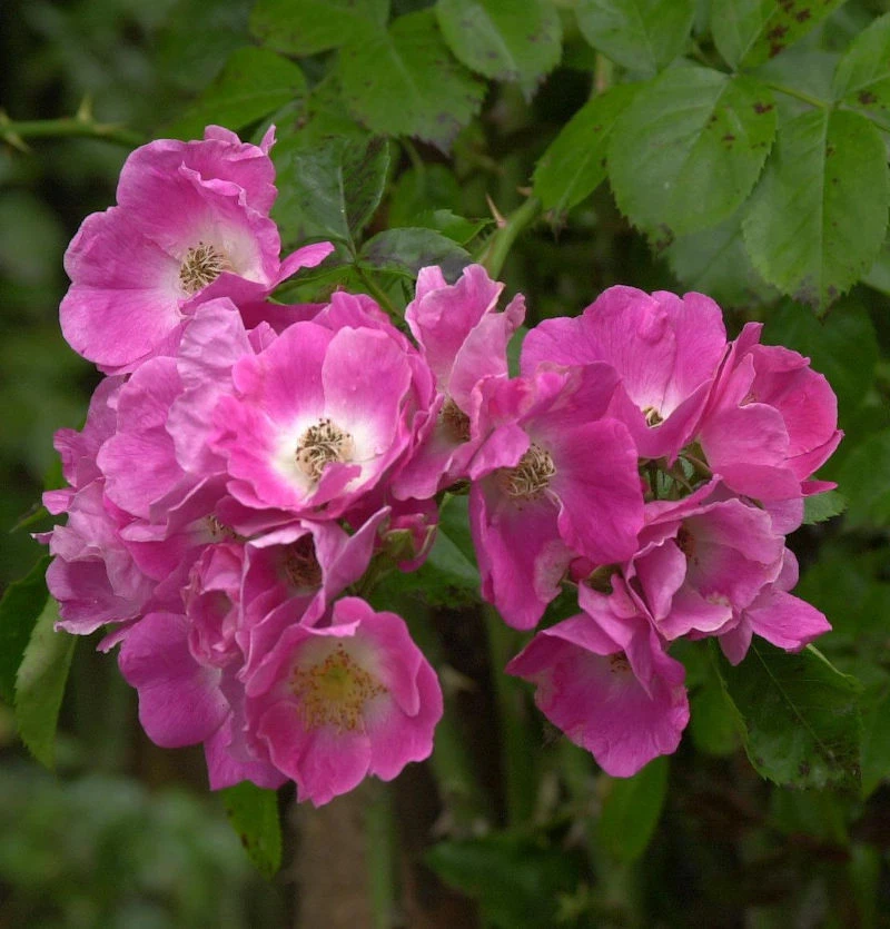 Kletterrose American Pillar 30-60cm 1 Kletterrose American Pillar 30-60cm