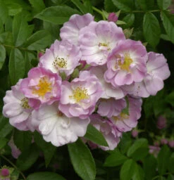 Kletterrose Apple Blossom 30-60cm