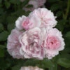 Hochstamm Rose Bonica® 80-100cm