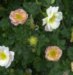 Historische Rose Canary Bird 30-60cm