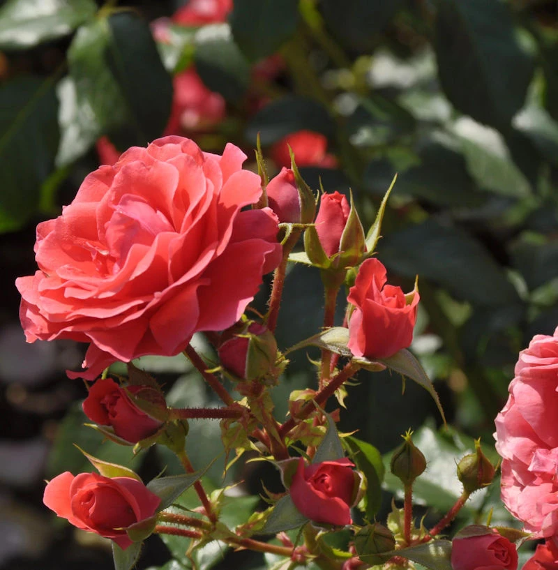 Floribundarose Cherry Girl 30-60cm 1 Floribundarose Cherry Girl 30-60cm