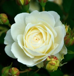 Englische Rose Claire Austin 30-60cm