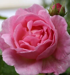 Kletterrose Constance Spry 30-60cm