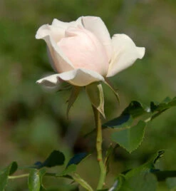 Floribundarose Dietrich Woessner 30-60cm