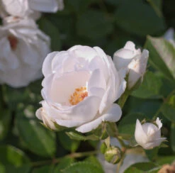 Beetrose Dominique Loiseau 20-30cm