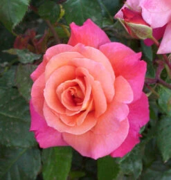 Strauchrose Freisinger Morgenröte® 30-60cm