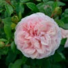 Hochstamm Rose Garden Of Roses 80-100cm