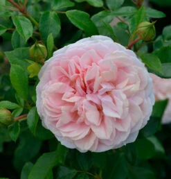 Hochstamm Rose Garden Of Roses 80-100cm