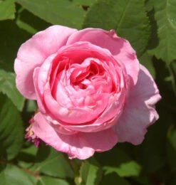 Englische Rose Gertrude Jekyll® 30-60cm