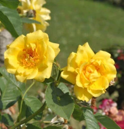 Kletterrose Golden Gate® 30-60cm