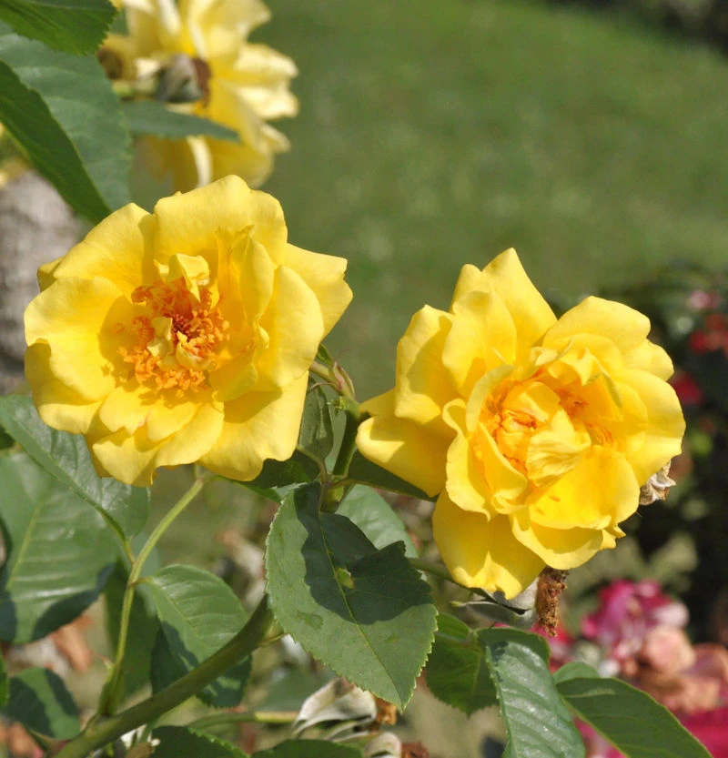 Kletterrose Golden Gate® 30-60cm 1 Kletterrose Golden Gate® 30-60cm