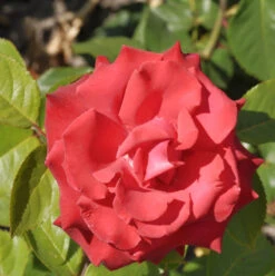 Edelrose Grande Amore® 30-60cm