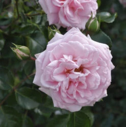 Hochstamm Rose Home & Garden 80-100cm