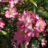 Minirosen Juanita 15-20cm