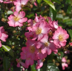 Minirosen Juanita 15-20cm