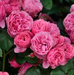 Romantikrose Leonardo Da Vinci® 30-60cm