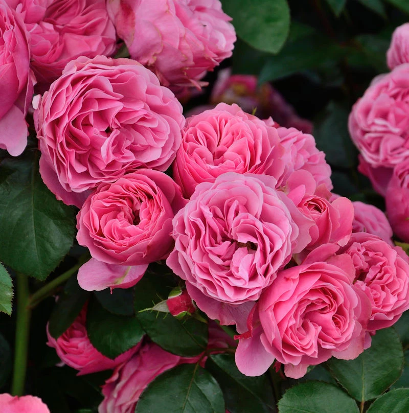 Romantikrose Leonardo Da Vinci® 30-60cm 1 Romantikrose Leonardo Da Vinci® 30-60cm