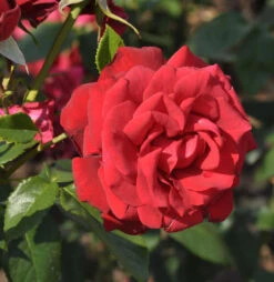 Beetrose Manora 20-30cm