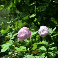 Historische Rose Mme Pierre Oger 30-60cm