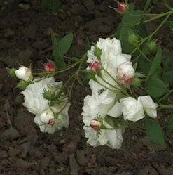 Historische Rose Mme Plantier 30-60cm