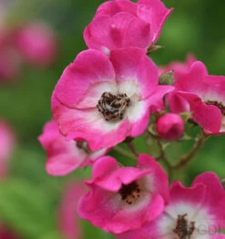 Strauchrose Mozart® 30-60cm