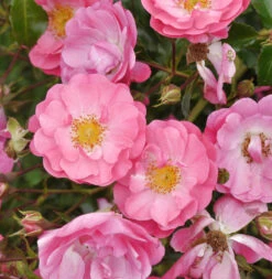 Hochstamm Rose Neon 80-100cm