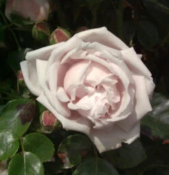 Kletterrose New Dawn 30-60cm