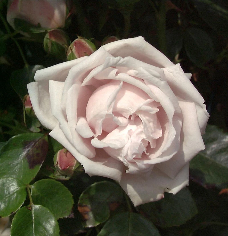 Kletterrose New Dawn 30-60cm 1 Kletterrose New Dawn 30-60cm