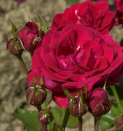 Floribundarose Nina Weibull 30-60cm