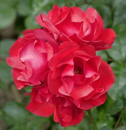 Strauchrose Paprika 30-60cm