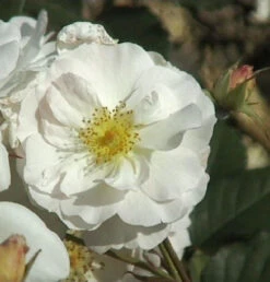 Historische Rose Penelope Pemperton 30-60cm