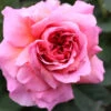 Englische Rose Princess Alexandra Of Kent® 30-60cm