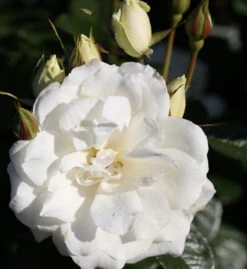 Floribundarose Princess Of Wales® 30-60cm