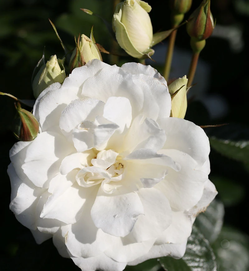 Floribundarose Princess Of Wales® 30-60cm 1 Floribundarose Princess Of Wales® 30-60cm