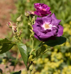 Hochstamm Rose Rhapsody In Blue® 80-100cm