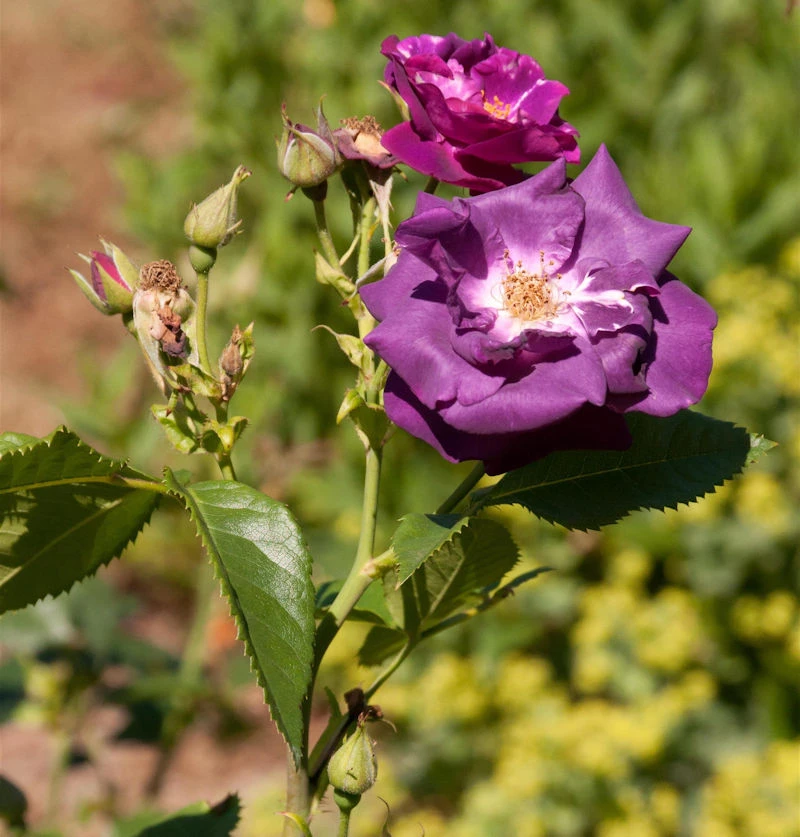 Hochstamm Rose Rhapsody In Blue® 80-100cm 1 Hochstamm Rose Rhapsody In Blue® 80-100cm