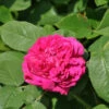 Hochstamm Rose Rose De Resht 80-100cm