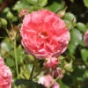 Hochstamm Rose Rosarium Uetersen® 80-100cm