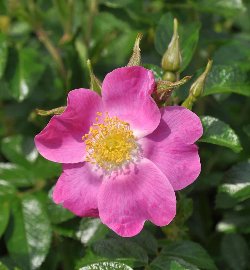 Floribundarose Roselina 30-60cm 1 Floribundarose Roselina 30-60cm