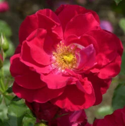 Kletterrose Rosengarten Zweibrücken 30-60cm