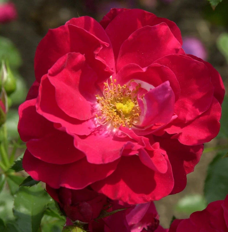 Kletterrose Rosengarten Zweibrücken 30-60cm 1 Kletterrose Rosengarten Zweibrücken 30-60cm