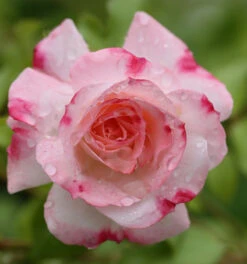 Strauchrose Rosenstadt Freising® 30-60cm