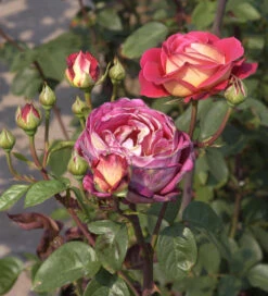 Kletterrose Sabrina 30-60cm