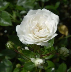 Bodendeckerrose Sea Foam 20-30cm