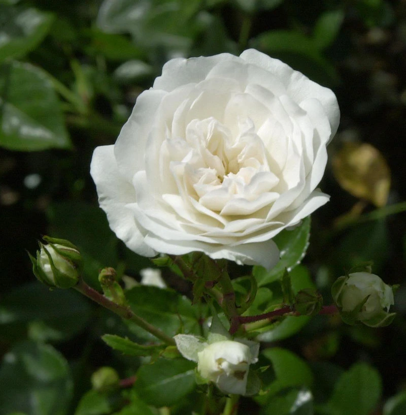 Bodendeckerrose Sea Foam 20-30cm 1 Bodendeckerrose Sea Foam 20-30cm