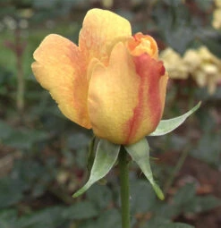 Edelrose Sutters Gold 30-60cm