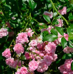 Bodendeckerrose The Fairy 20-30cm