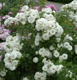 Strauchrose Weisse Wolke 30-60cm