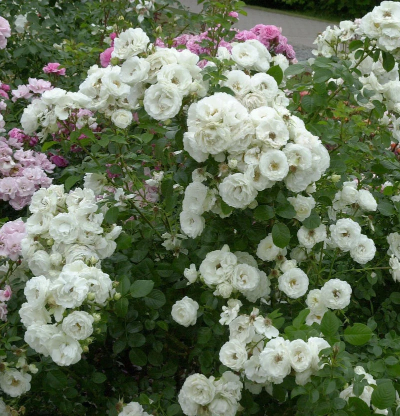 Strauchrose Weisse Wolke 30-60cm 1 Strauchrose Weisse Wolke 30-60cm